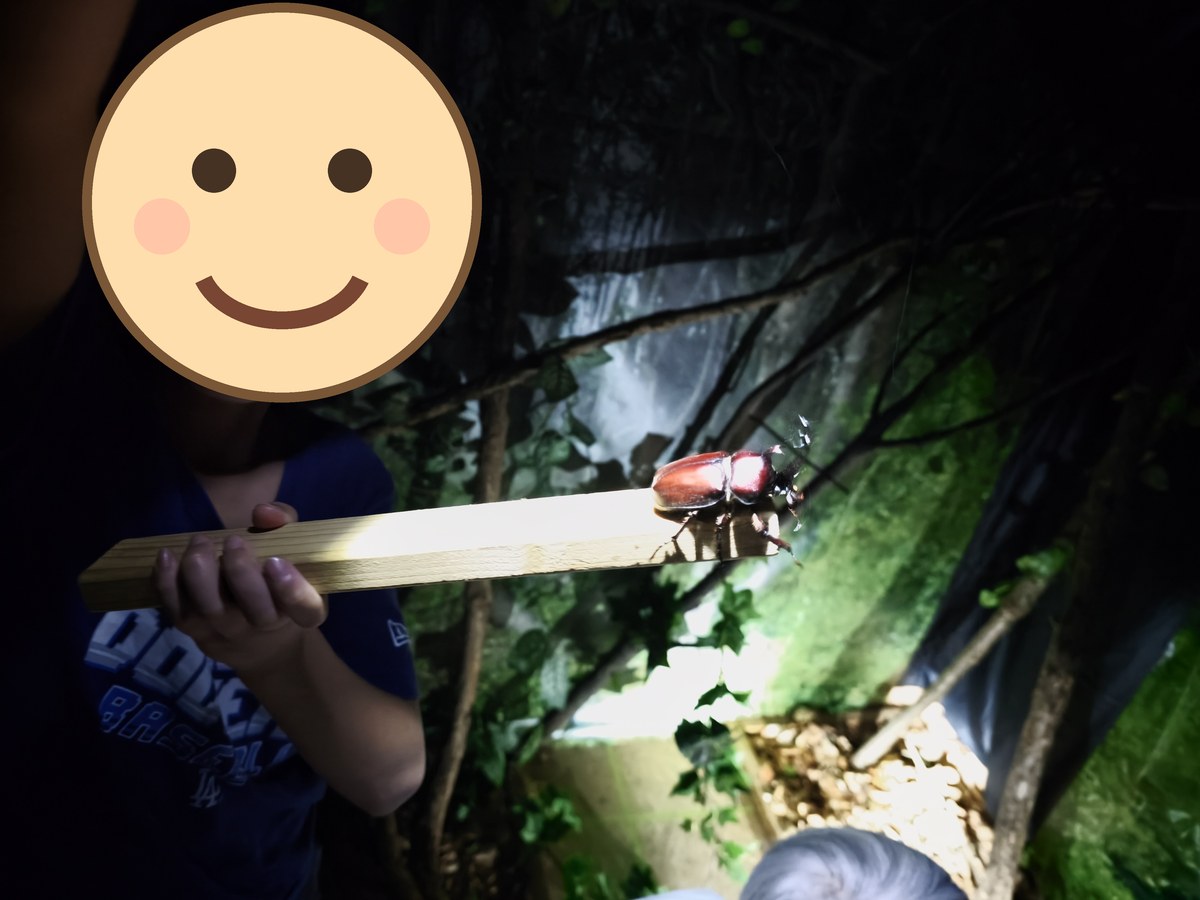 貸してもらった木の棒に歩いて移ってきたカブトムシ